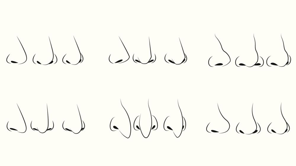 Different Nose Types